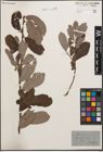 Foto von Salix cinerea L.